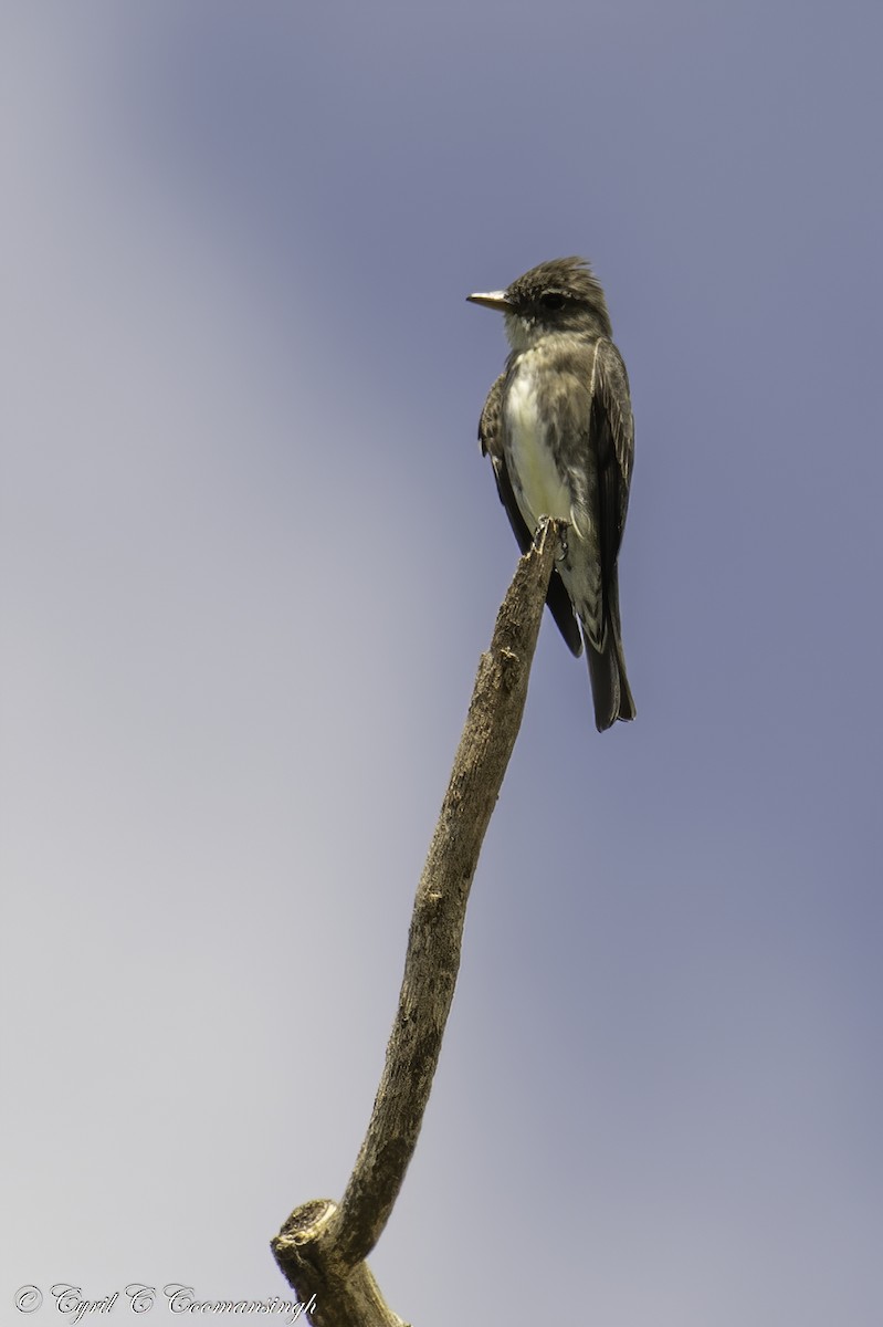 Olive-sided Flycatcher - ML215528521