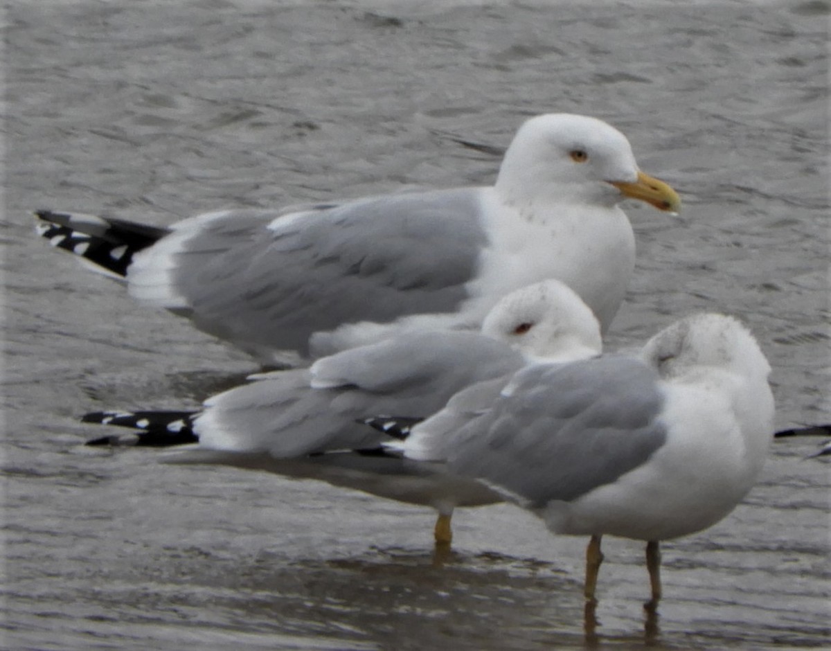 Herring Gull - Paul McKenzie