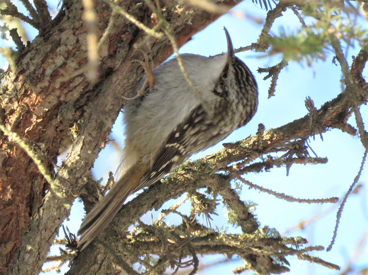 Brown Creeper - ML215530331
