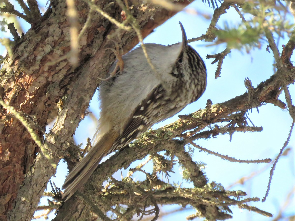 アメリカキバシリ - ML215530331