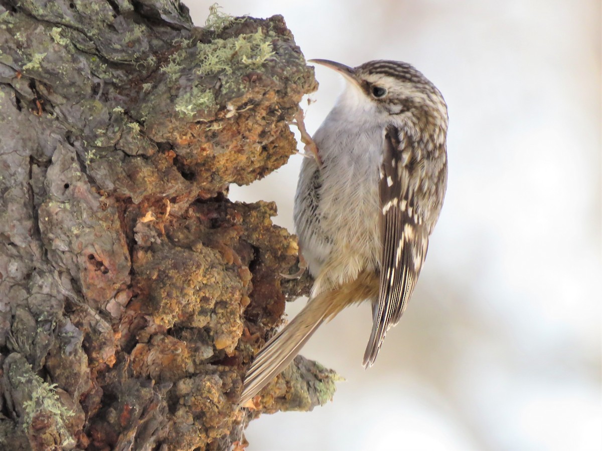 Brown Creeper - ML215530351