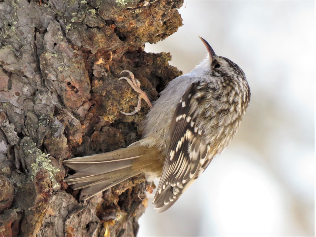 Brown Creeper - ML215530381