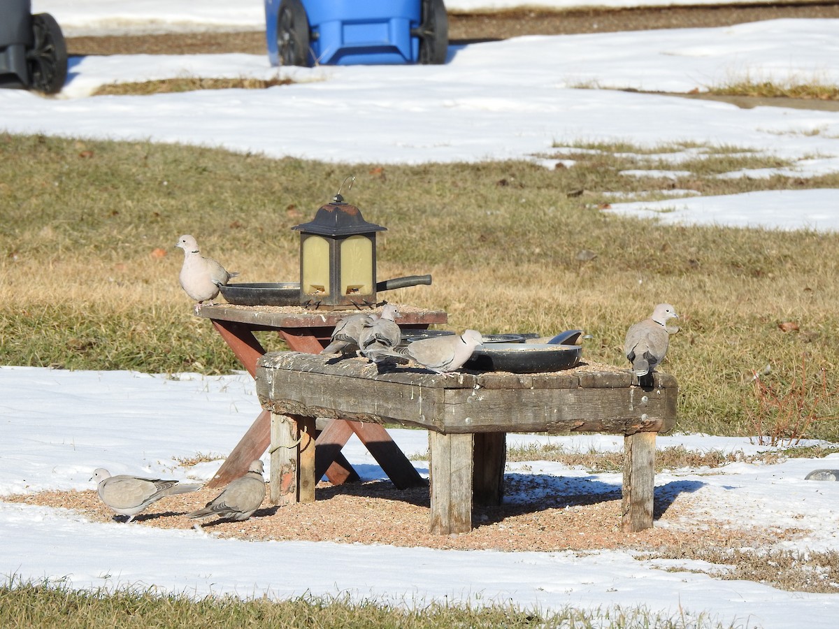 Eurasian Collared-Dove - Jody  Wells