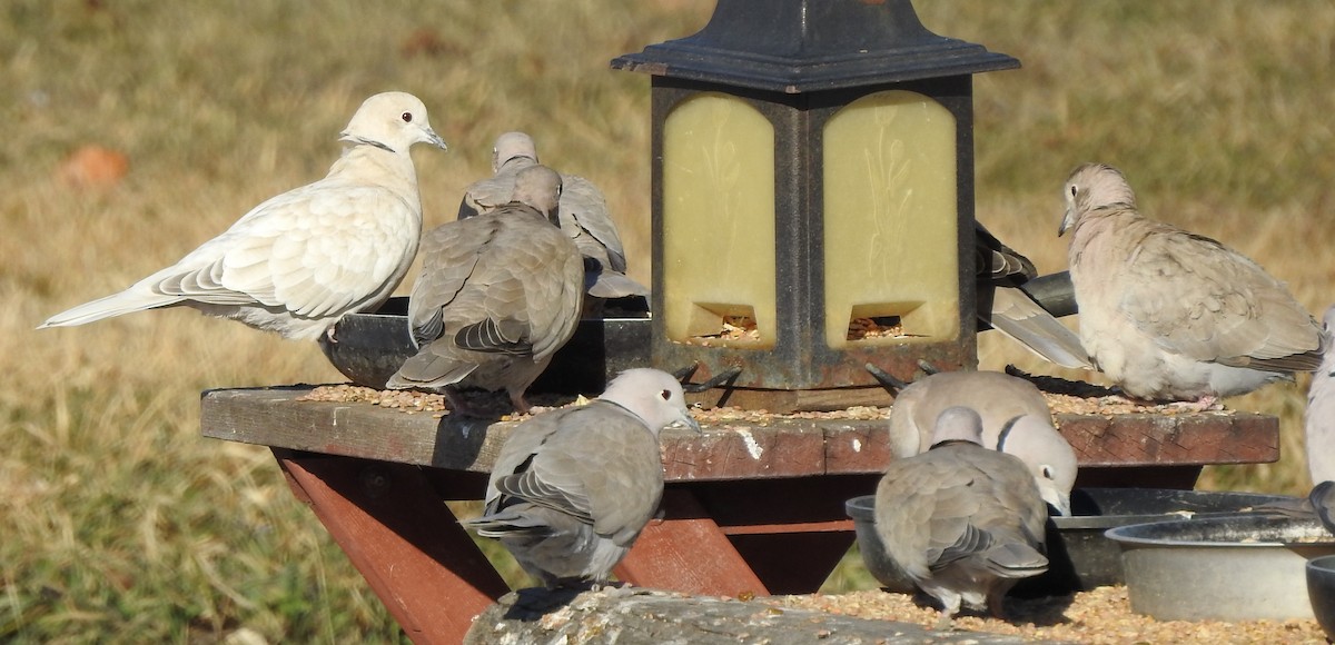 Eurasian Collared-Dove - Jody  Wells