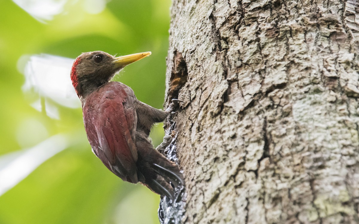 Maroon Woodpecker - Ashraf Anuar Zaini