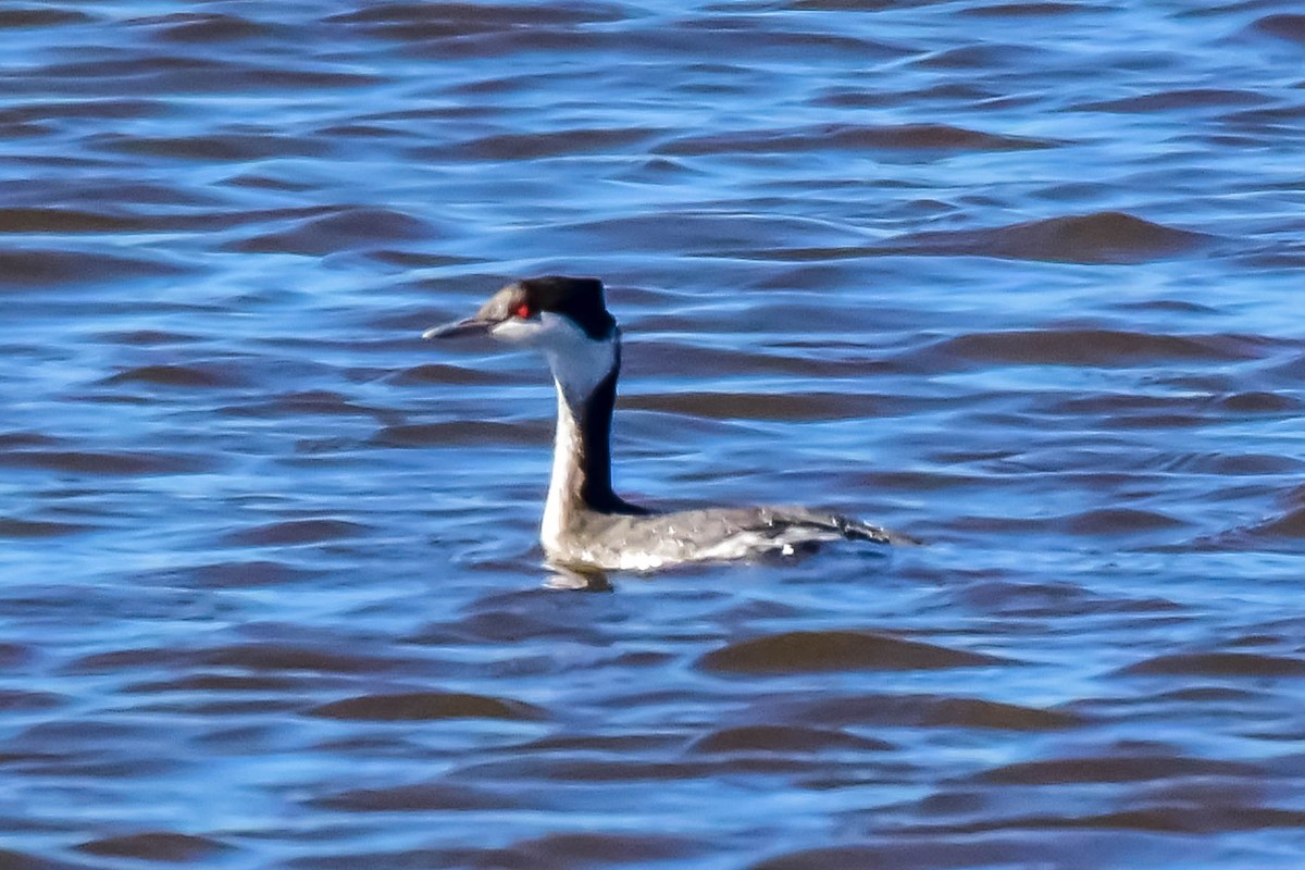 Horned Grebe - ML21553511