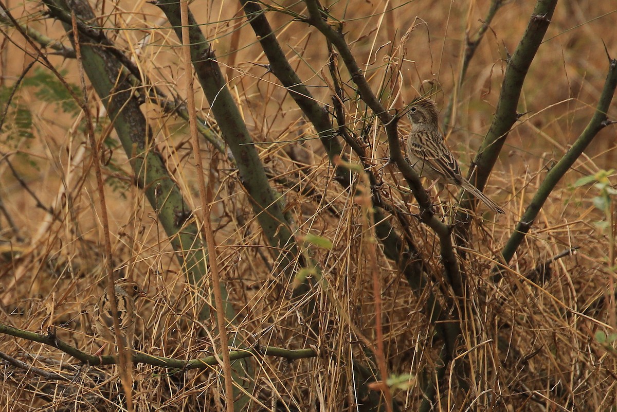 Clay-colored Sparrow - ML21553601