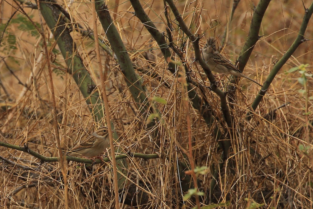 Brewer's Sparrow - ML21553611