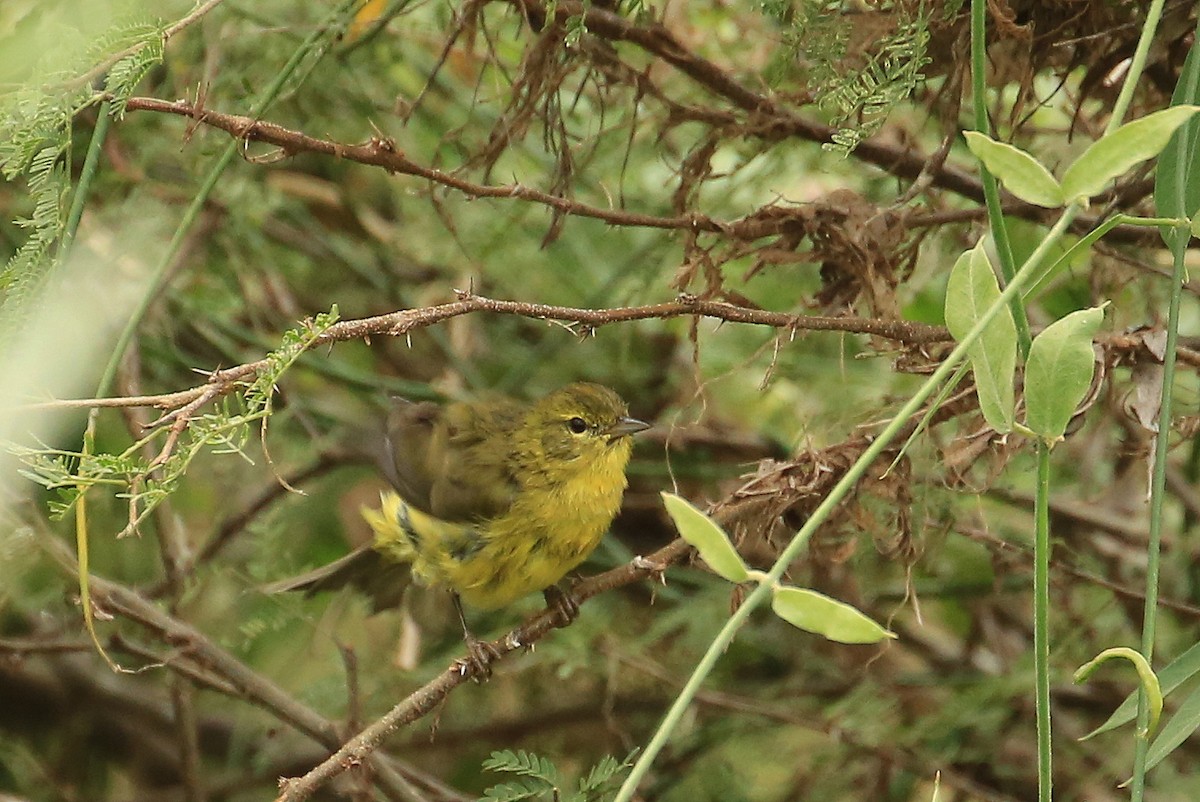 Orange-crowned Warbler - ML21553701