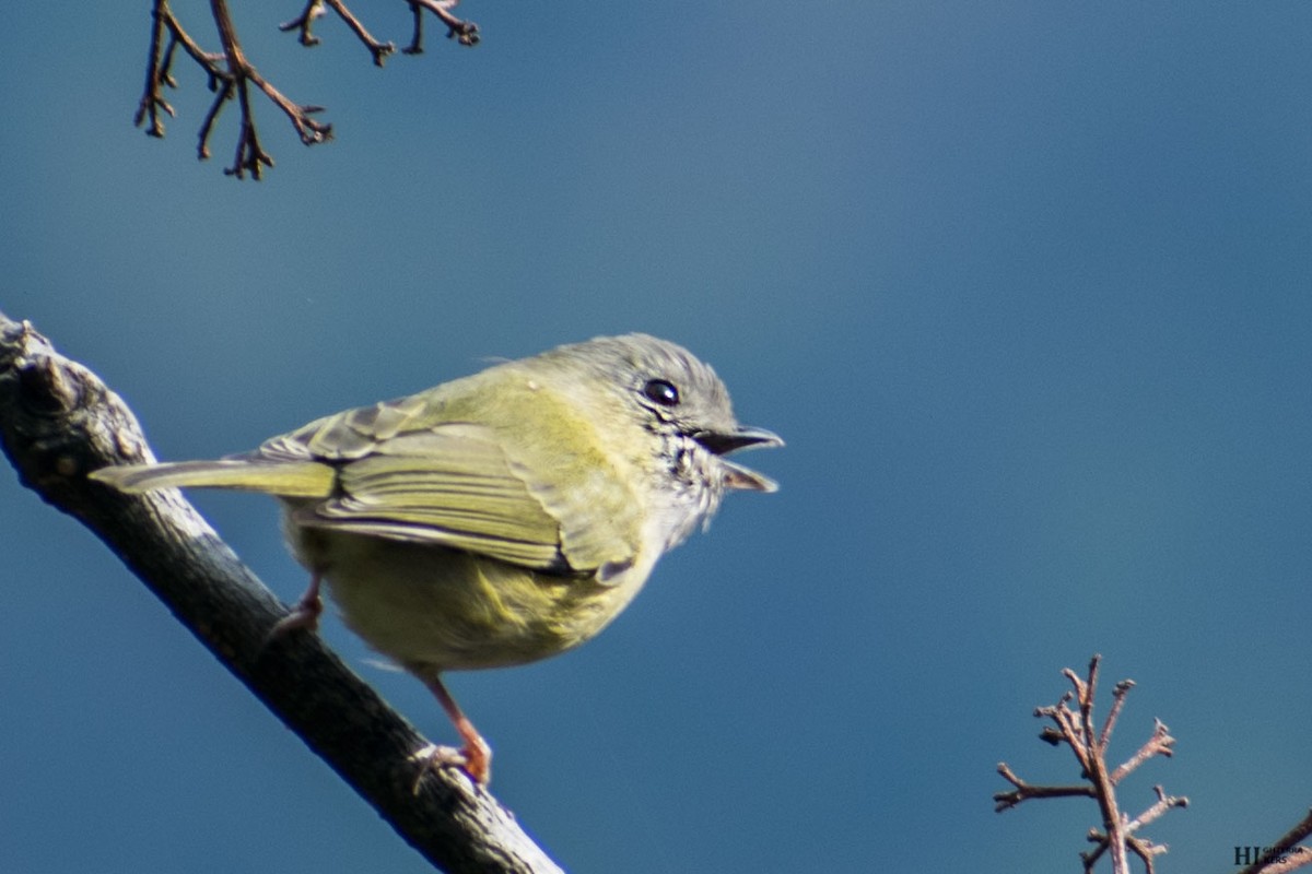Green Shrike-Babbler - Vivek Rawat