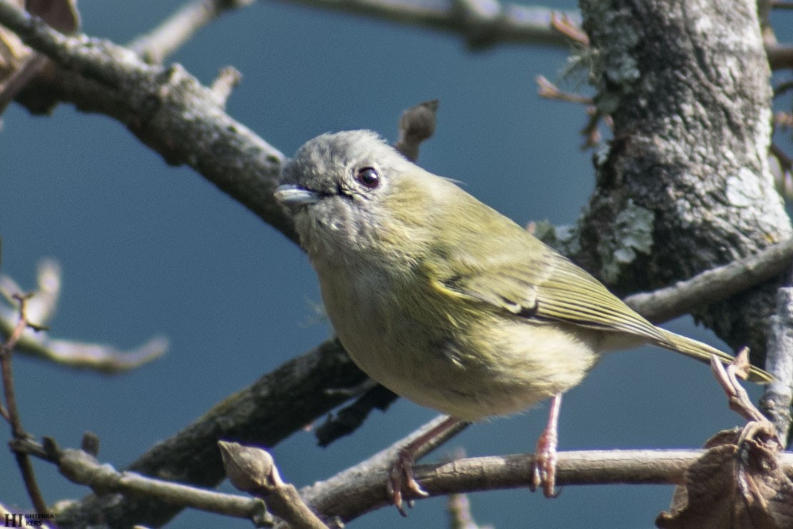 Green Shrike-Babbler - ML215538151