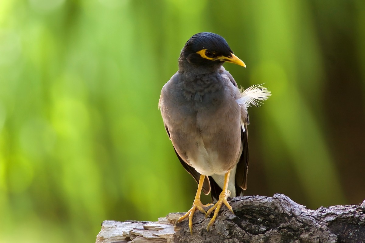 Common Myna - ML215538181