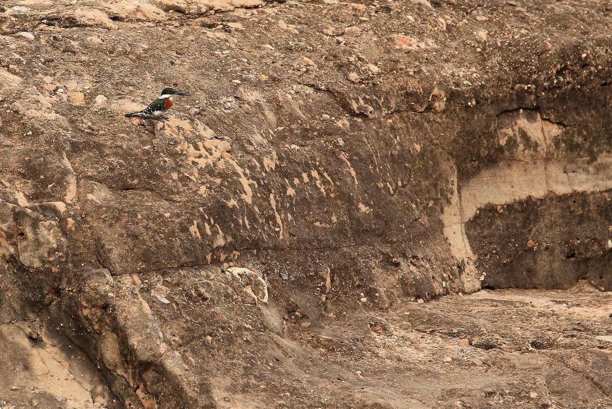 Green Kingfisher - ML21553871