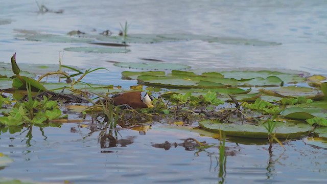 African Jacana - ML215541751