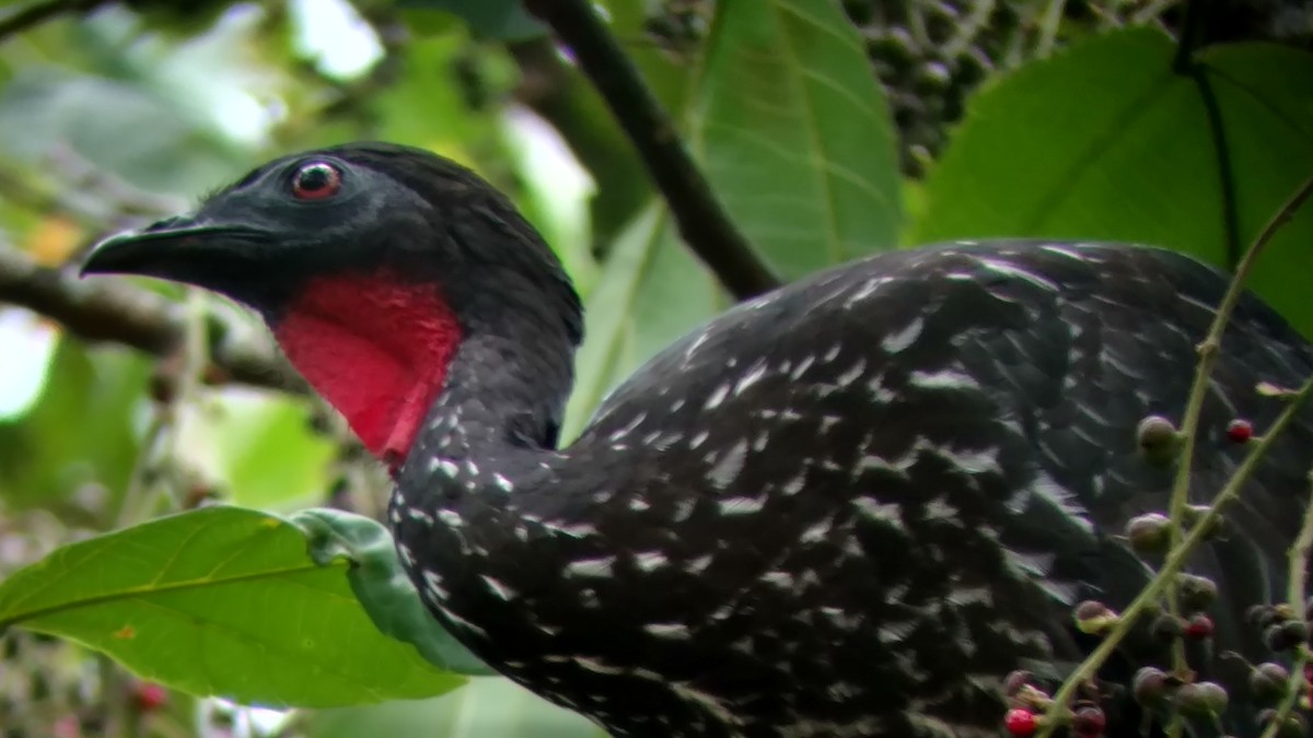 Crested Guan - ML215542261