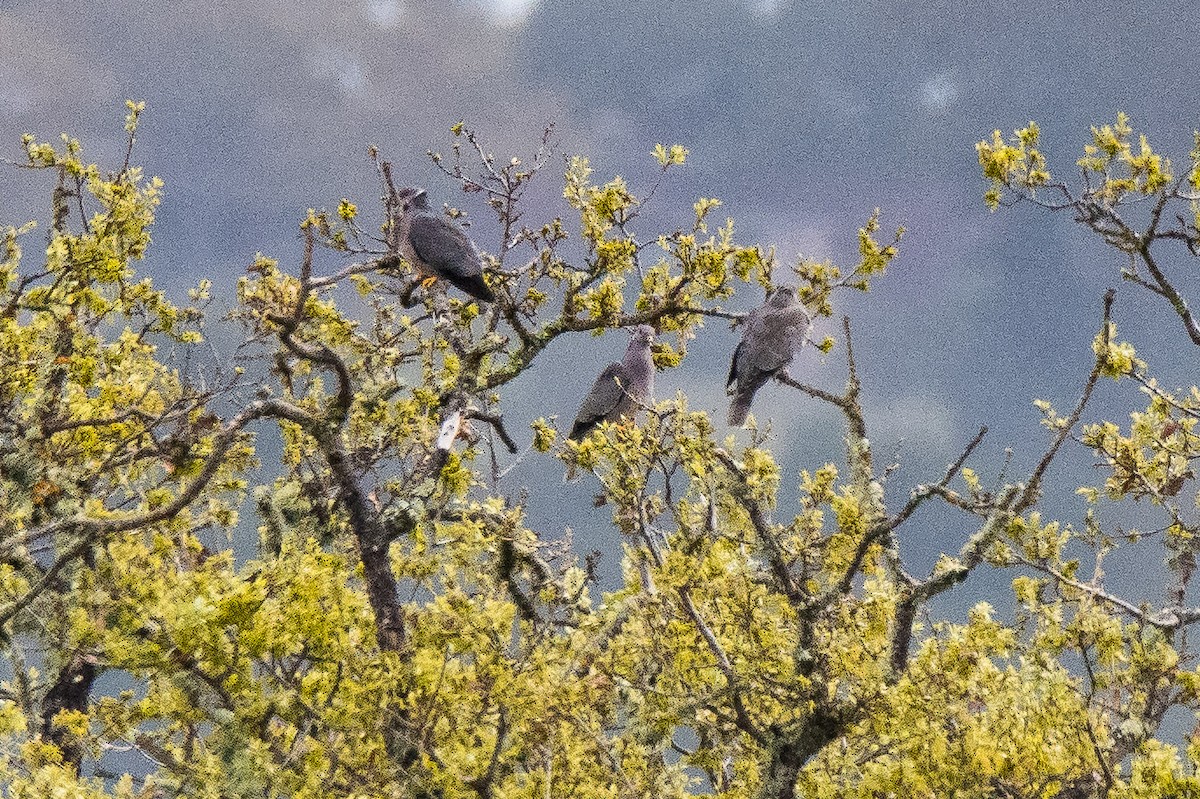 Band-tailed Pigeon - ML215543961