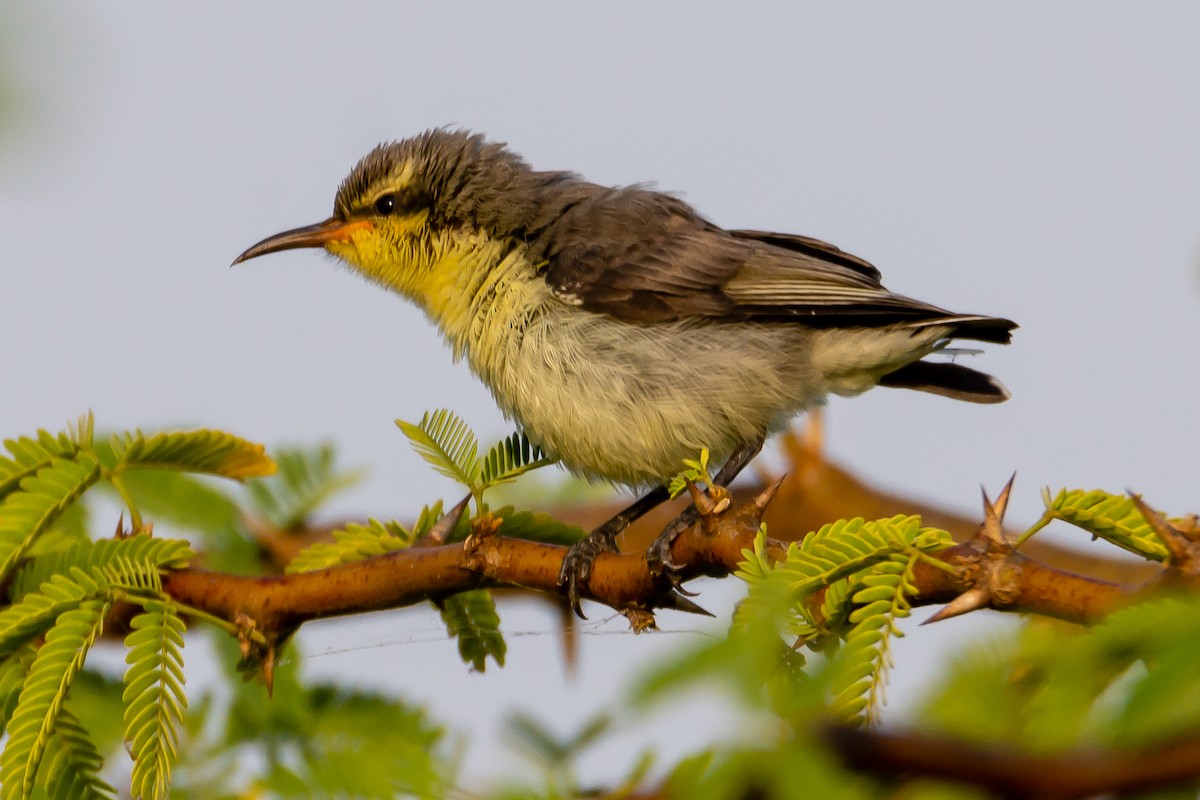 Purple Sunbird - Ramesh Desai