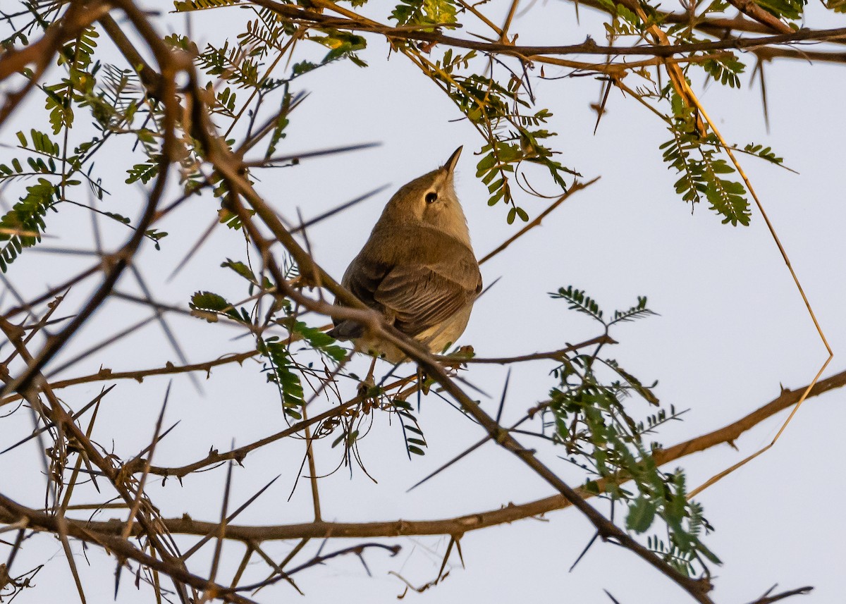 Sykes's Warbler - ML215545781