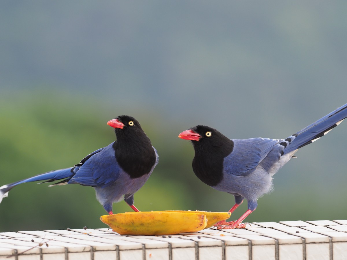 Taiwan Blue-Magpie - ML215548621