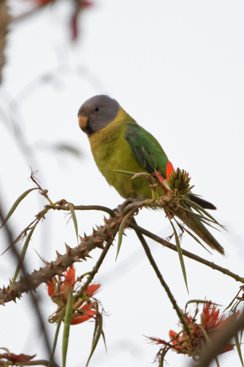 Plum-headed Parakeet - ML215549461