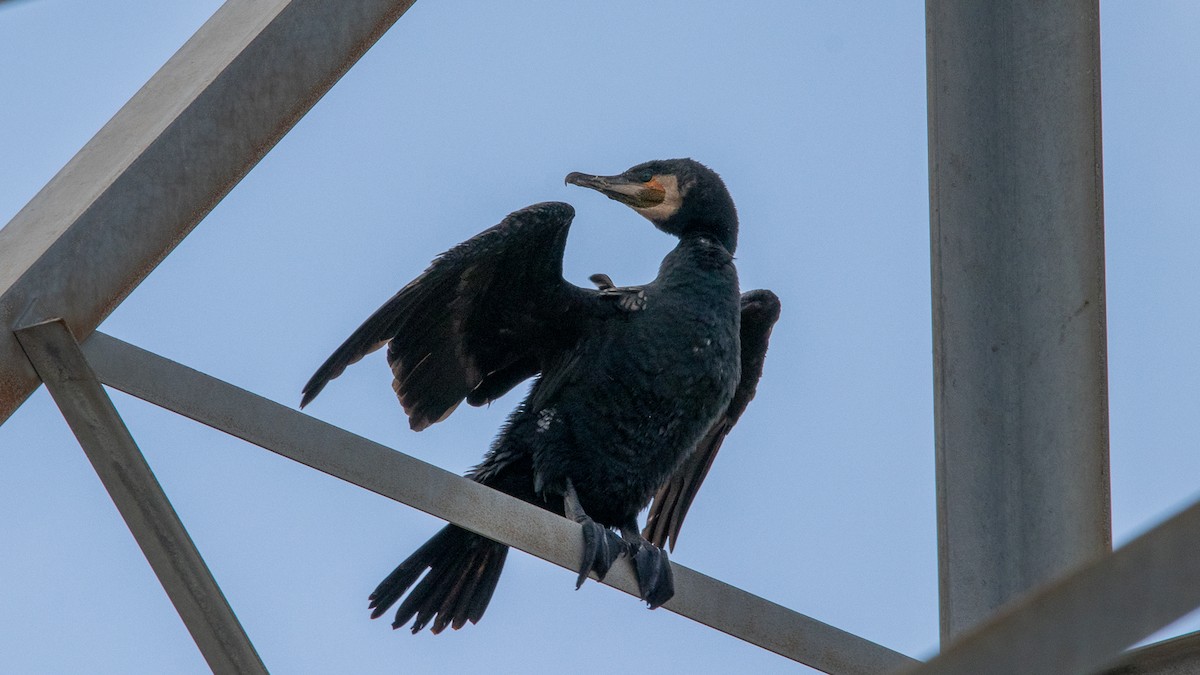 Great Cormorant - ML215550521