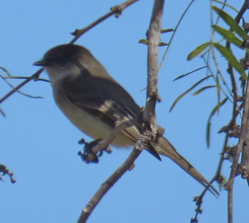 Eastern Phoebe - ML215551251