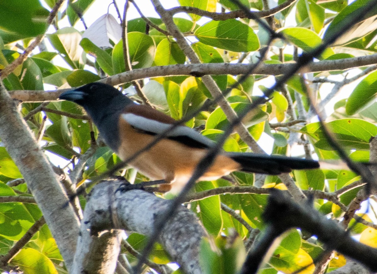 Rufous Treepie - sri vidhya