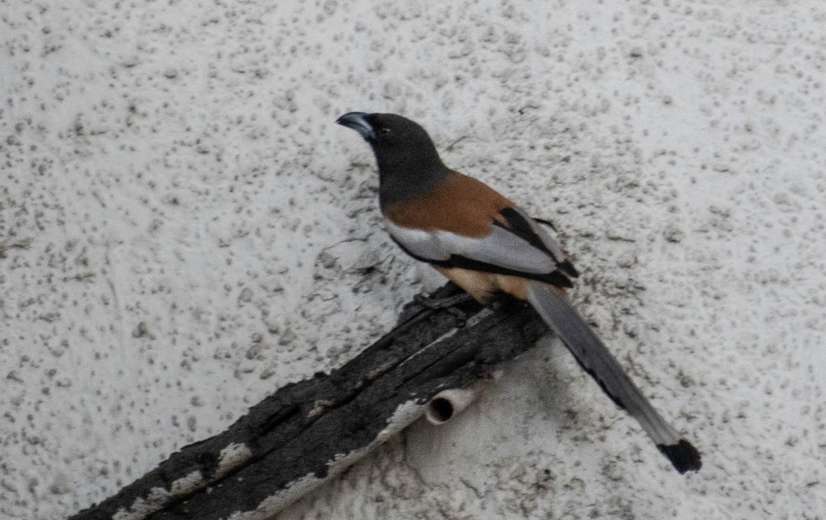 Rufous Treepie - ML215551841