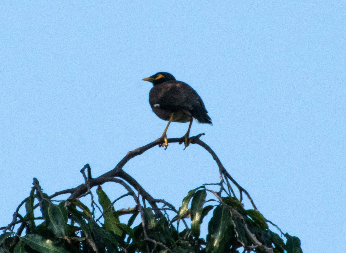 Common Myna - ML215551851