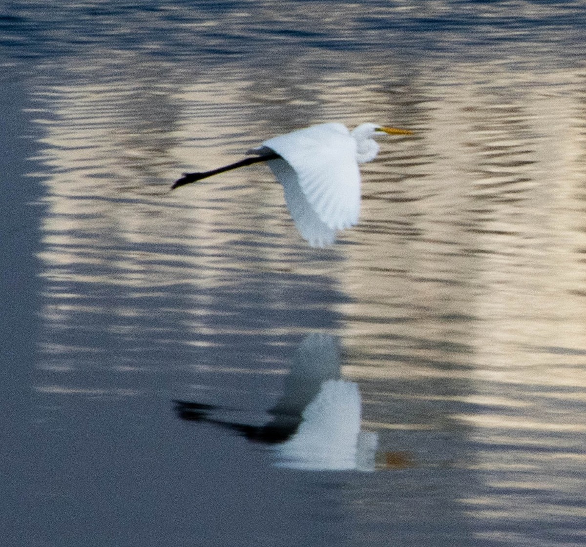 Great Egret - ML215552221