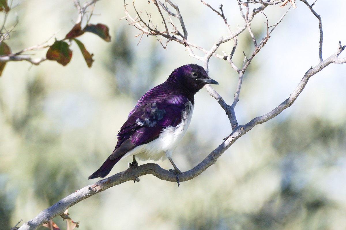 Violet-backed Starling - ML215552571
