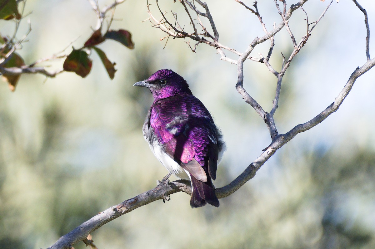 Violet-backed Starling - ML215552741
