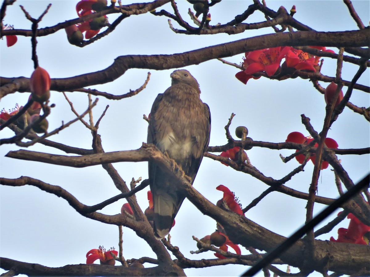 Oriental Honey-buzzard - vinita sangwan