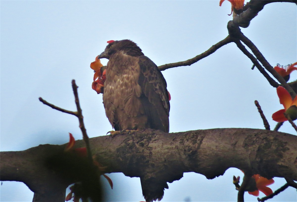 Oriental Honey-buzzard - ML215553861