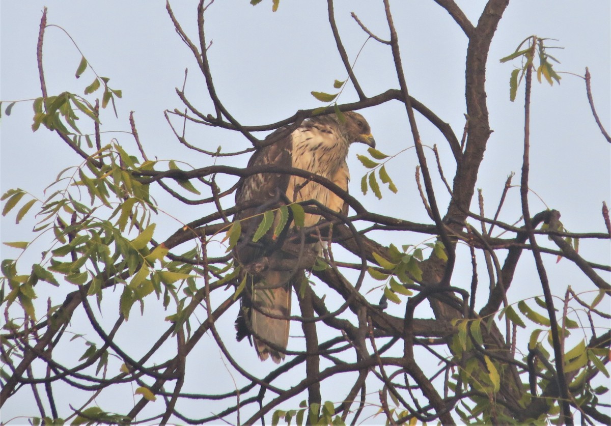 Oriental Honey-buzzard - ML215554081