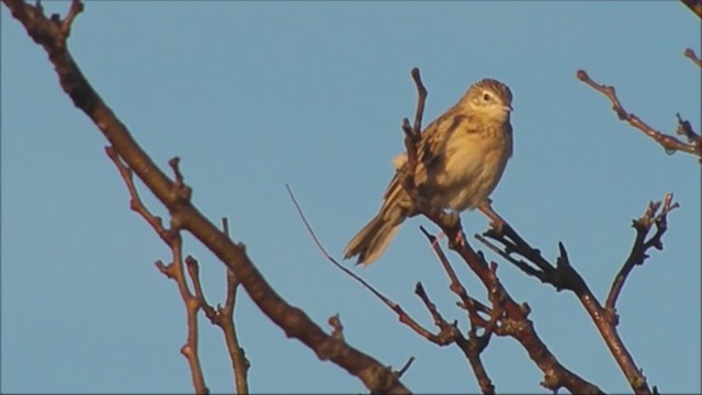 Hellmayr's Pipit - ML215555391