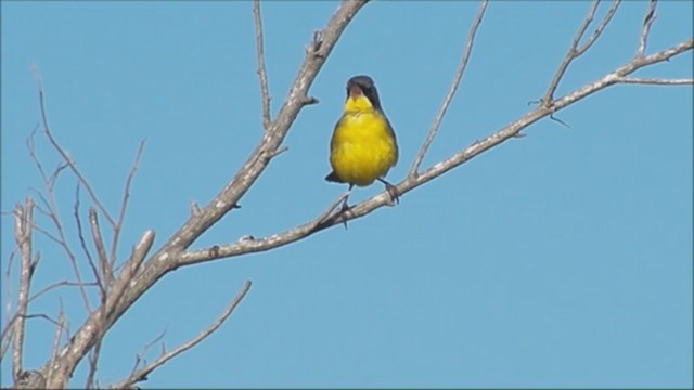 Southern Yellowthroat - ML215556351