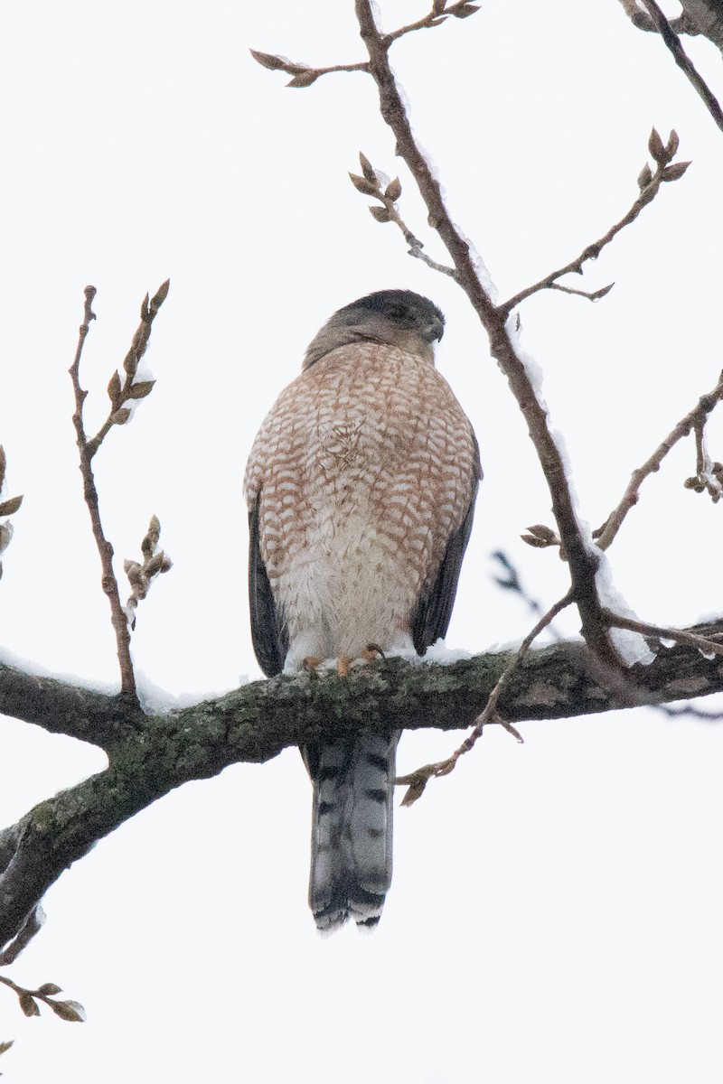 Cooper's Hawk - Kurt Miller