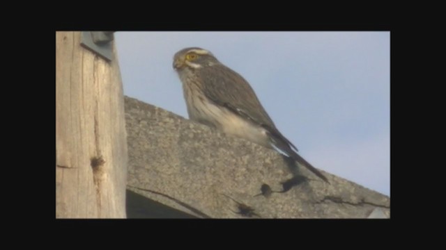 Spot-winged Falconet - ML215558191