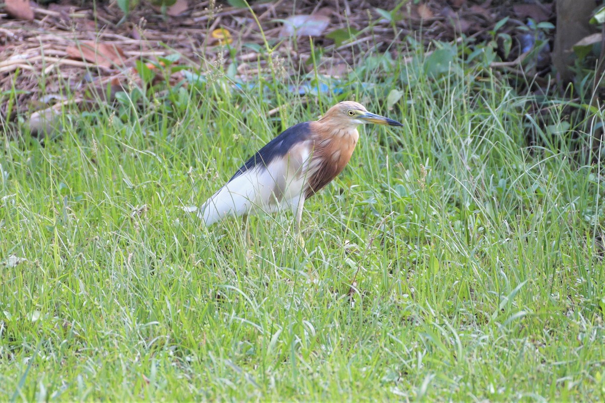 Javan Pond-Heron - ML215558821