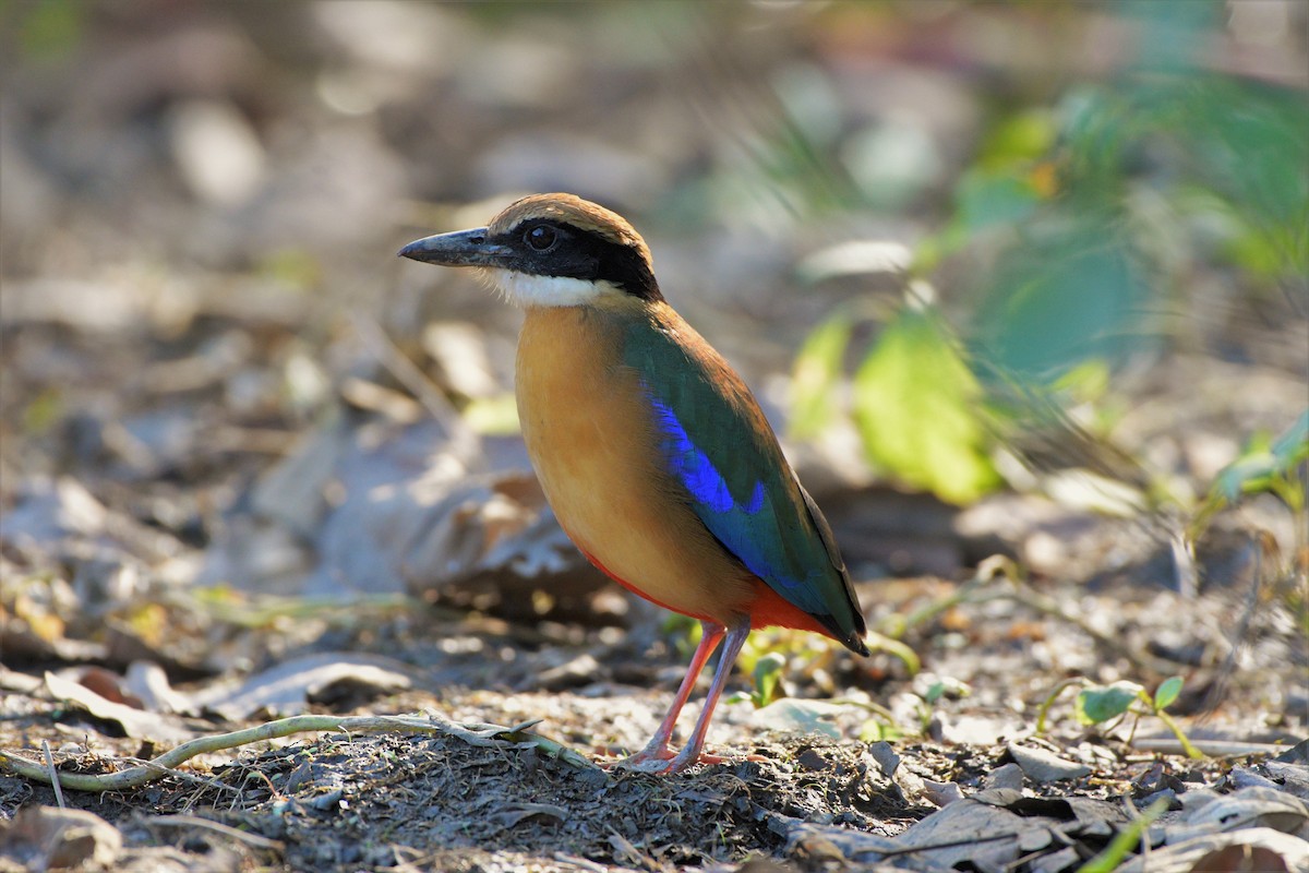 Mangrove Pitta - Eyzat Amer