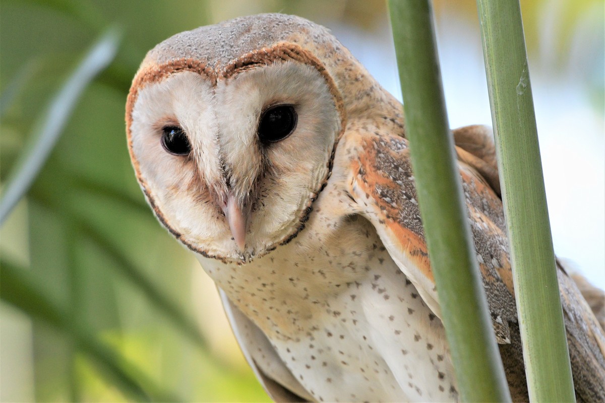 Eastern Barn Owl - ML215559721