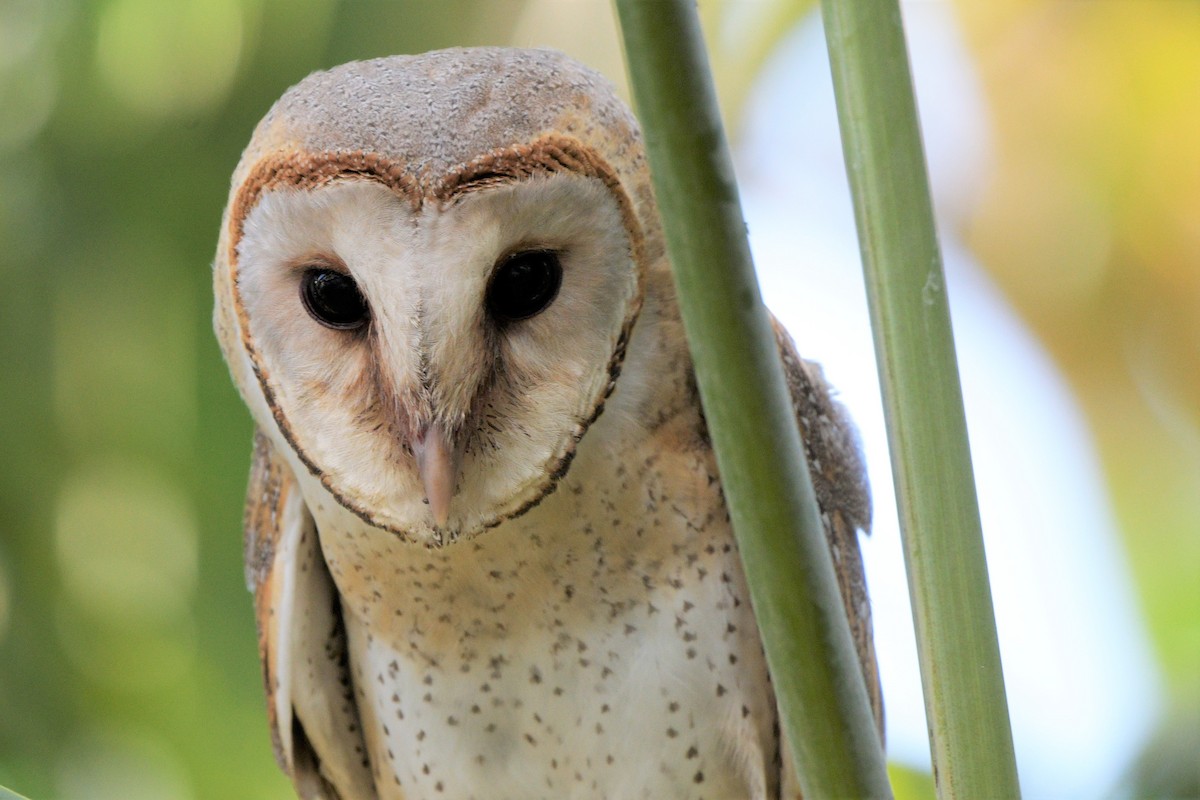 Eastern Barn Owl - ML215559731