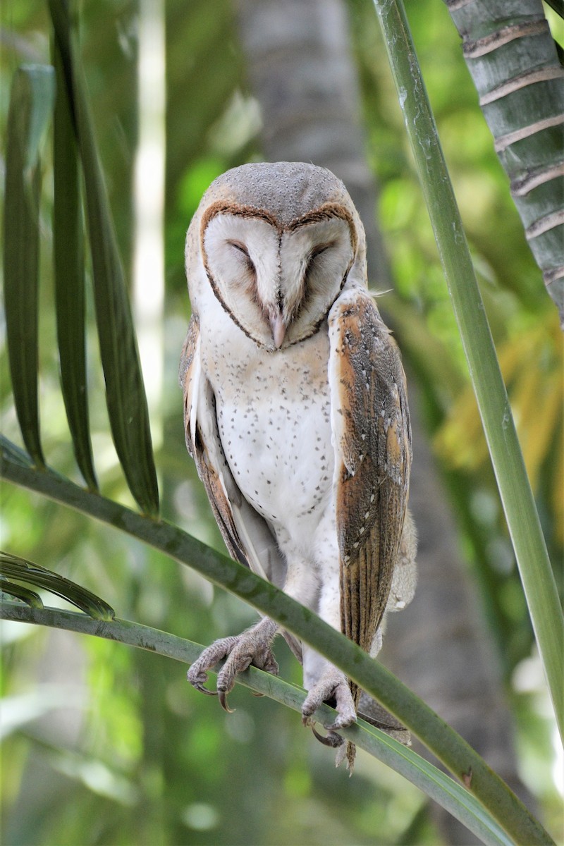Eastern Barn Owl - ML215559741
