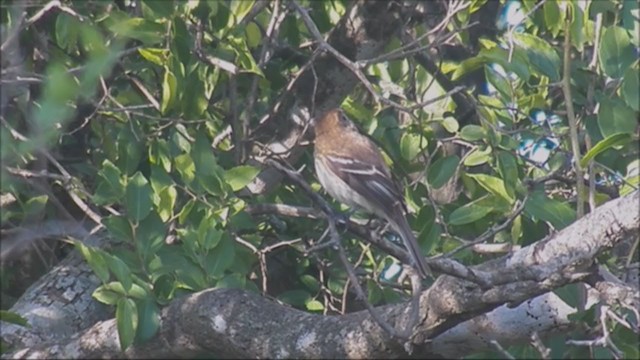 Bran-colored Flycatcher - ML215559791