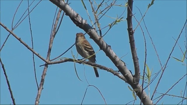 Bran-colored Flycatcher - ML215559841