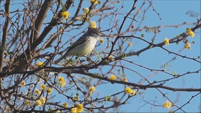 White-crested Tyrannulet (Sulphur-bellied) - ML215559941