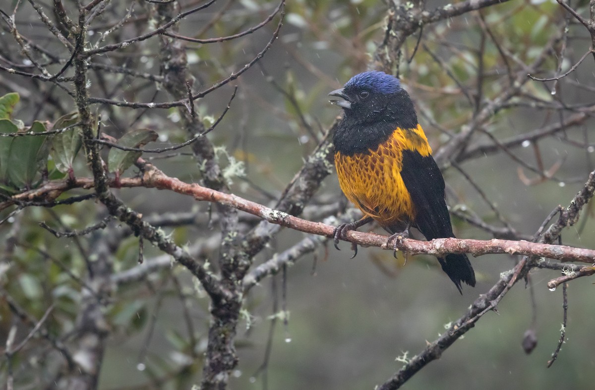 Golden-backed Mountain Tanager - Lars Petersson | My World of Bird Photography