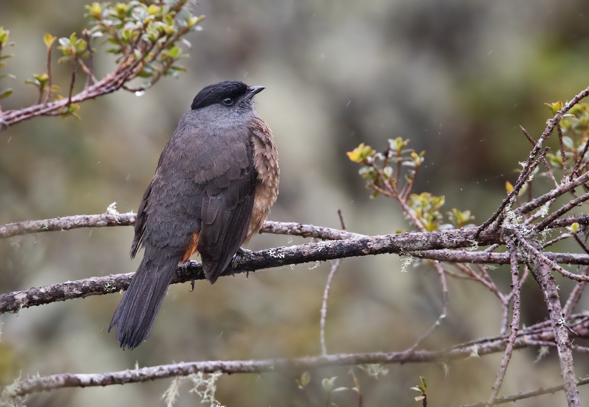 Bay-vented Cotinga - Lars Petersson | My World of Bird Photography
