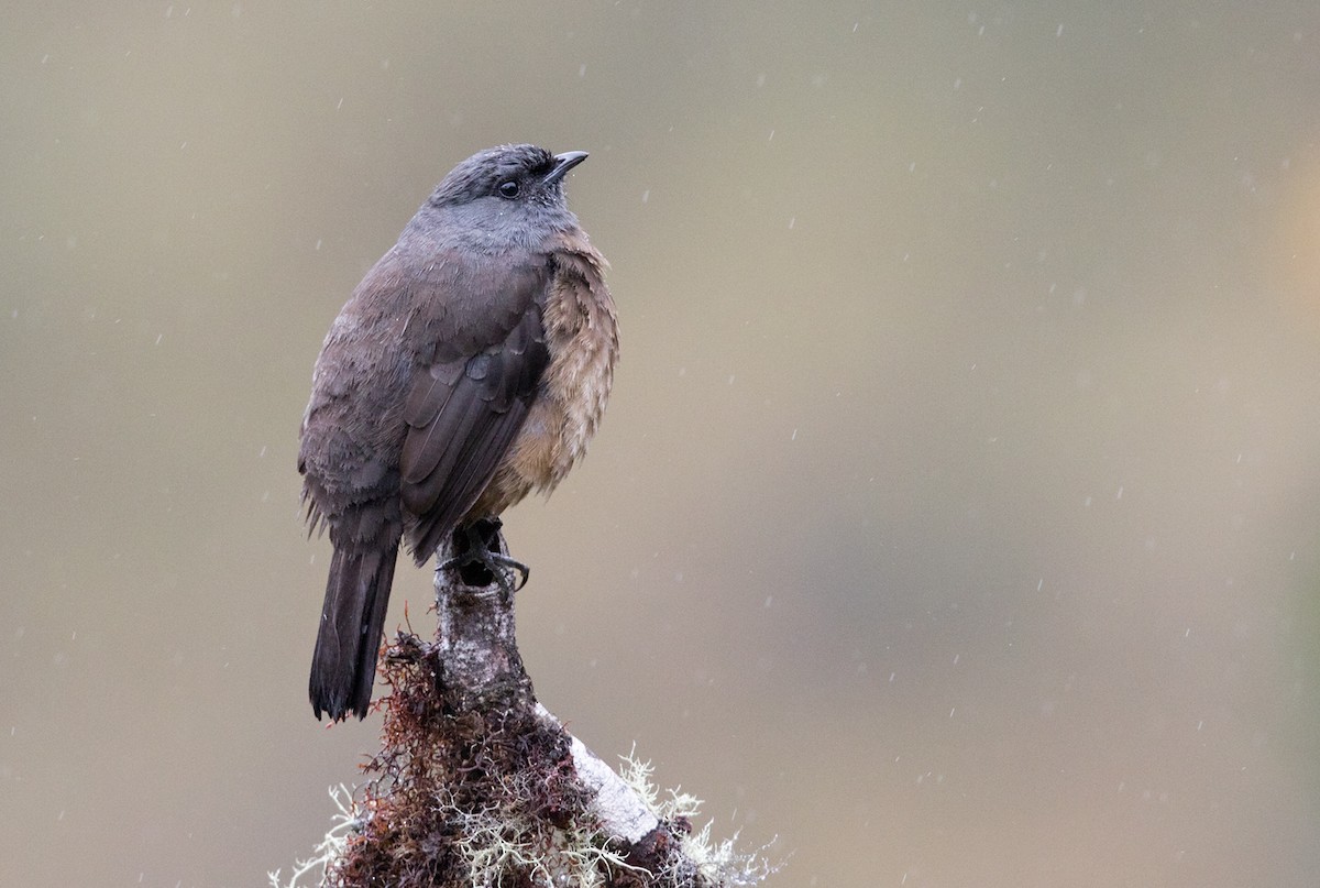 Bay-vented Cotinga - Lars Petersson | My World of Bird Photography